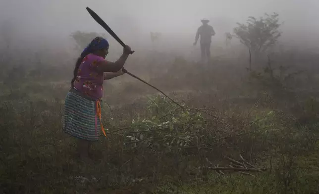 Magdalena Hernández Santiz cuts weeds using a machete as her husband, Pedro Cruz Gomez, sprays their field with herbicides before planting corn in Plan de Ayala, a Tojolabal village in the Las Margaritas municipality of Chiapas state, Mexico, Thursday, May 2, 2024. Two women are on Mexico’s ballot for president while women in some Indigenous areas have no voice in their own villages. However, with help from younger generations, some Indigenous women are pushing for change. (AP Photo/Marco Ugarte)