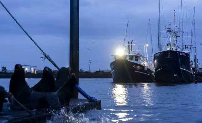 Sea lions gather on the docks in front of the ship Dayna S, right, a McAdam's Fish boat where seafarer Reyner Dagalea of the Philippines lived for months last year while waiting for backpay, in Westport, Wash., on Wednesday, Jan. 31, 2024. (AP Photo/Lindsey Wasson)