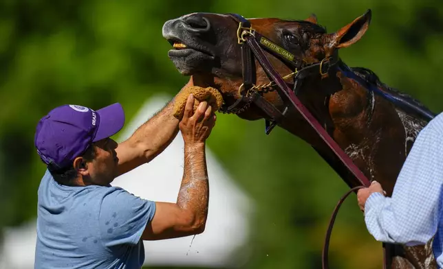 Osvaldo Hernandez bathes Kentucky Derby winner and Preakness Stakes entrant Mystik Dan after a workout ahead of the 149th running of the Preakness Stakes horse race at Pimlico Race Course, Thursday, May 16, 2024, in Baltimore. (AP Photo/Julio Cortez)
