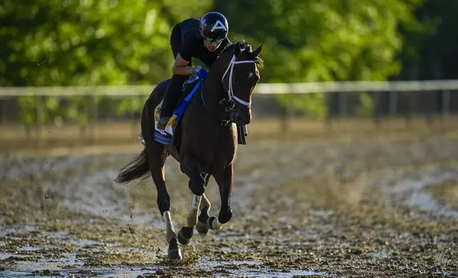 Preakness Stakes entrant Catching Freedom works out ahead of the 149th running of the Preakness Stakes horse race at Pimlico Race Course, Thursday, May 16, 2024, in Baltimore. (AP Photo/Julio Cortez)
