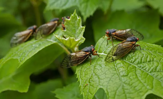 Cicadas hang out on leaves at the Morton Arboretum, Friday, May 24, 2024, in Lisle, Ill. (AP Photo/Erin Hooley)