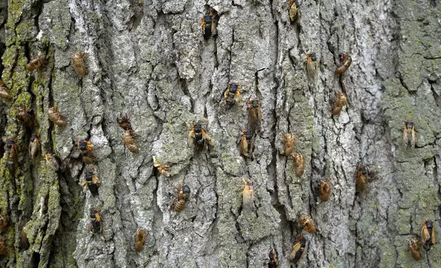 Live cicadas swarm with exoskeletons on a tree at the Morton Arboretum, Friday, May 24, 2024, in Lisle, Ill. (AP Photo/Erin Hooley)
