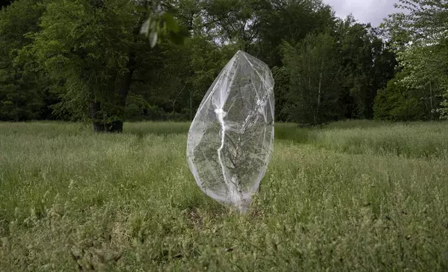 A young tree wears a protective net to ward off egg-laying cicadas Friday, May 24, 2024, in Lisle, Ill. (AP Photo/Erin Hooley)