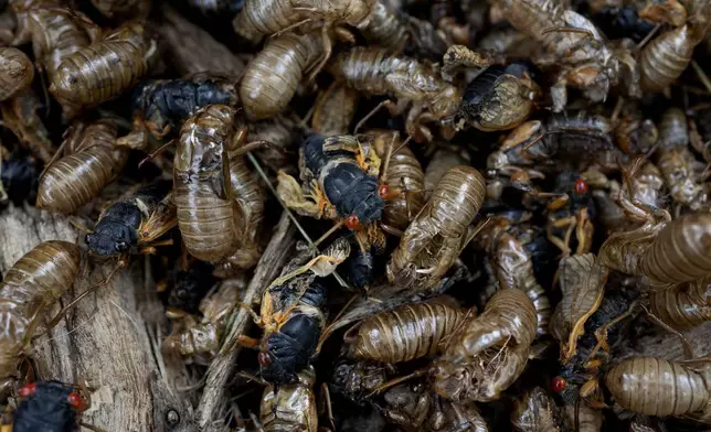 Live cicadas swarm with exoskeletons at the Morton Arboretum, Friday, May 24, 2024, in Lisle, Ill. (AP Photo/Erin Hooley)