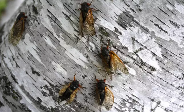 Cicadas perch on a tree at the Morton Arboretum, Friday, May 24, 2024, in Lisle, Ill. (AP Photo/Erin Hooley)