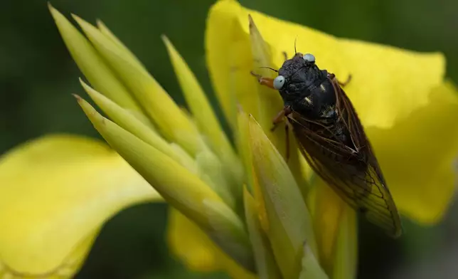 A blue-eyed cicada perches on a flower at the Morton Arboretum, Friday, May 24, 2024, in Lisle, Ill. (AP Photo/Erin Hooley)