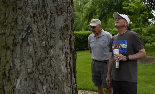 Gregg Kulma, right, of Denver, and Bill Kibler of Joliet observe hundreds of cicadas on a tree at Morton Arboretum Friday, May 24, 2024, in Lisle, Ill. (AP Photo/Erin Hooley)