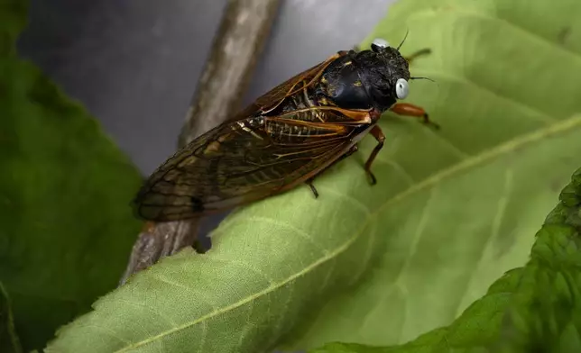 A blue-eyed cicada perches on a plant at the Morton Arboretum, Friday, May 24, 2024, in Lisle, Ill. (AP Photo/Erin Hooley)