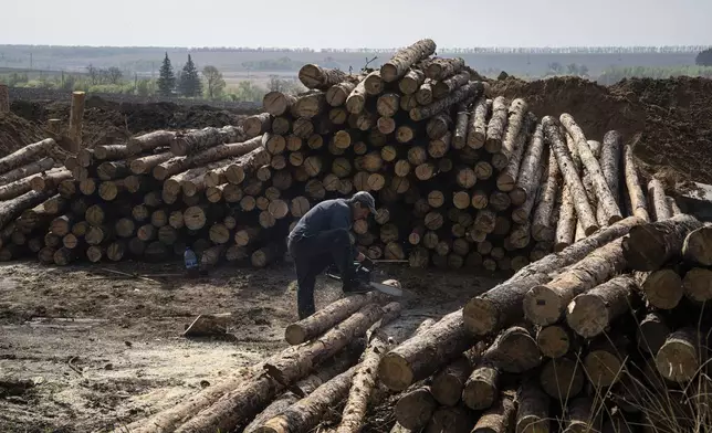 A worker cuts wood for new defensive positions close to the Russian border in Kharkiv region, Ukraine, on Wednesday, April 17, 2024. (AP Photo/Evgeniy Maloletka)