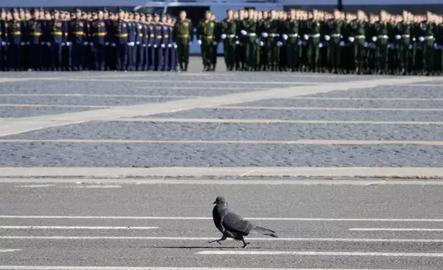 A pigeon passes by during a rehearsal for the Victory Day military parade which will take place at Dvortsovaya (Palace) Square on May 9 to celebrate 79 years after the victory in World War II in St. Petersburg, Russia, Tuesday, April 30, 2024. (AP Photo/Dmitri Lovetsky)