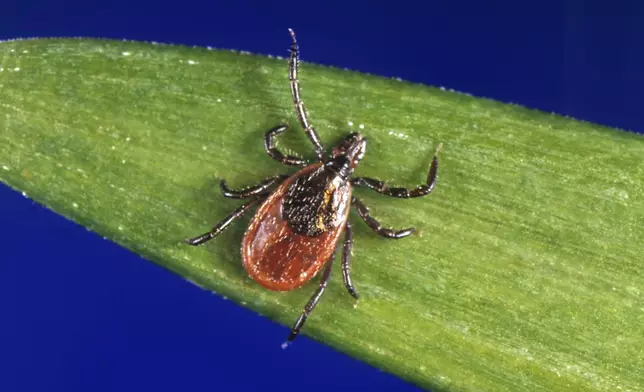 FILE - This undated photo provided by the U.S. Centers for Disease Control and Prevention shows a blacklegged tick, also known as a deer tick. Another mild winter and other favorable factors likely means the 2024 tick population will be equal to last year or larger, some researchers say. (CDC via AP, File)