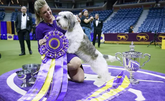 FILE - Handler Janice Hays poses for photos with Buddy Holly, a petit basset griffon Vendéen, after he won best in show during the 147th Westminster Kennel Club Dog show, Tuesday, May 9, 2023, at the USTA Billie Jean King National Tennis Center in New York. To the casual viewer, competing at the Westminster Kennel Club dog show might look as simple as getting a dog, grooming it and leading it around a ring. But there’s a lot more involved in getting to and exhibiting in the United States’ most prestigious canine event. (AP Photo/Mary Altaffer, File)