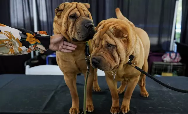 Shar peis stand in the Breed Showcase area during the 148th Westminster Kennel Club Dog show, Saturday, May 11, 2024, at the USTA Billie Jean King National Tennis Center in New York. (AP Photo/Julia Nikhinson)