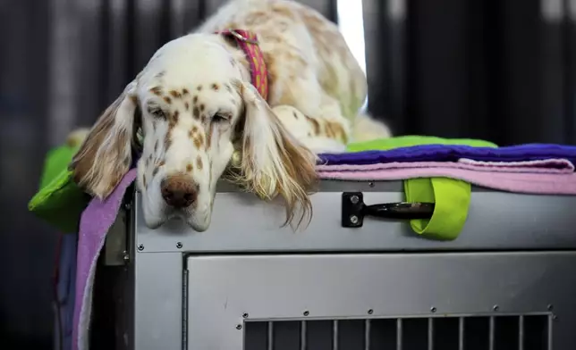 A dog sleeps in the Breed Showcase area during the 148th Westminster Kennel Club Dog show, Saturday, May 11, 2024, at the USTA Billie Jean King National Tennis Center in New York. (AP Photo/Julia Nikhinson)