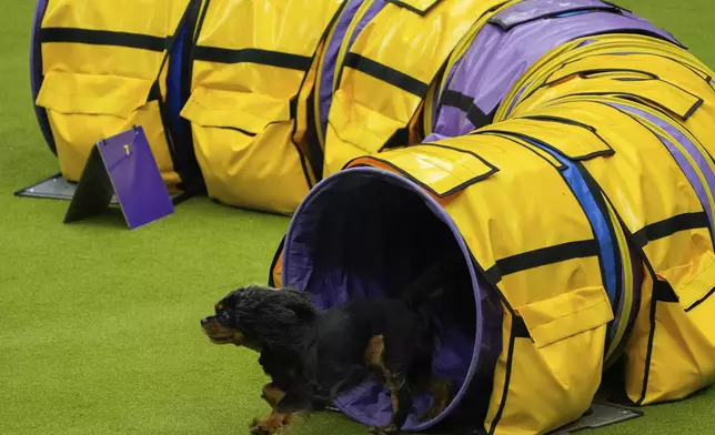 A dog competes in an agility competition during the 148th Westminster Kennel Club Dog show, Saturday, May 11, 2024, at the USTA Billie Jean King National Tennis Center in New York. (AP Photo/Julia Nikhinson)