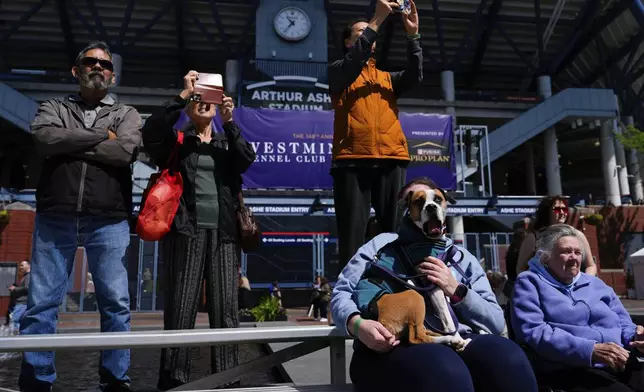 People and dogs watch the dock diving competition during the 148th Westminster Kennel Club Dog show, Saturday, May 11, 2024, at the USTA Billie Jean King National Tennis Center in New York. (AP Photo/Julia Nikhinson)