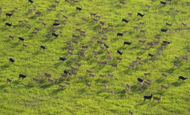 Antelope run as they migrate through national parks and surrounding areas in South Sudan, Tuesday, June 18, 2024. The country's first comprehensive aerial wildlife survey, released Tuesday, June 25, found about 6 million antelope. (AP Photo/Brian Inganga)
