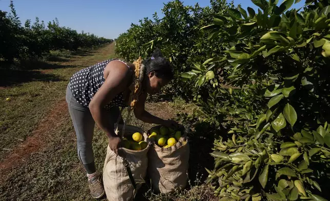 A worker harvests oranges on a farm in Mogi Guacu, Brazil, Thursday, June 13, 2024. Brazil, the world's largest exporter of orange juice, has been affected by heatwaves, a lack of rainfall and an increase in citrus greening bacteria. (AP Photo/Andre Penner)