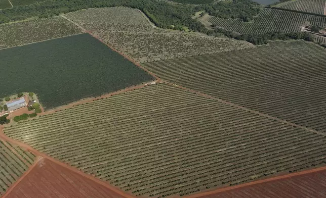 An orange plantation lies in Mogi Guacu, Brazil, Thursday, June 13, 2024. Brazil, the world's largest exporter of orange juice, has been affected by heatwaves, a lack of rainfall and an increase in citrus greening bacteria. (AP Photo/Andre Penner)