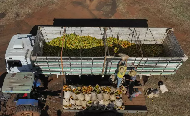 Workers load a truck with recently harvested oranges on a farm in Mogi Guacu, Brazil, Thursday, June 13, 2024. Brazil, the world's largest exporter of orange juice, has been affected by heatwaves, a lack of rainfall and an increase in citrus greening bacteria. (AP Photo/Andre Penner)