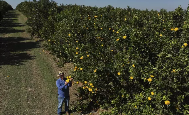 Orange farmer Oscar Simonetti examines his fruits, with some affected by citrus greening bacteria, at his plantation in Mogi Guacu, Brazil, Thursday, June 13, 2024. Brazil, the world's largest exporter of orange juice, has been affected by heatwaves, a lack of rainfall and an increase in citrus greening bacteria. (AP Photo/Andre Penner)