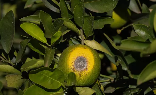 A spoiled orange hangs on a branch in a farm in Mogi Guacu, Brazil, Thursday, June 13, 2024. Brazil, the world's largest exporter of orange juice, has been affected by heatwaves, a lack of rainfall and an increase in citrus greening bacteria. (AP Photo/Andre Penner)