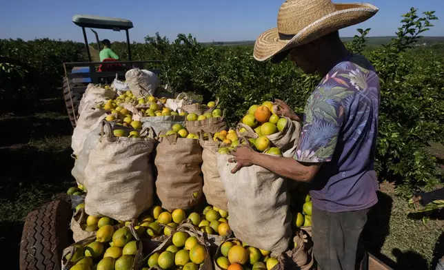 A worker harvests oranges on a farm in Mogi Guacu, Brazil, Thursday, June 13, 2024. Brazil, the world's largest exporter of orange juice, has been affected by heatwaves, a lack of rainfall and an increase in citrus greening bacteria. (AP Photo/Andre Penner)