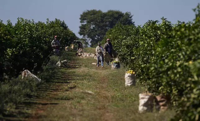 Workers harvest oranges on a farm in Mogi Guacu, Brazil, Thursday, June 13, 2024. Brazil, the world's largest exporter of orange juice, has been affected by heatwaves, a lack of rainfall and an increase in citrus greening bacteria. (AP Photo/Andre Penner)