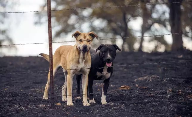 Dogs watch through the fence of a property burned by the Apache Fire in Palermo, Calif., on Tuesday, Jun. 25, 2024. According to Cal Fire, more than a dozen new fires sparked by lightning. (AP Photo/Ethan Swope)