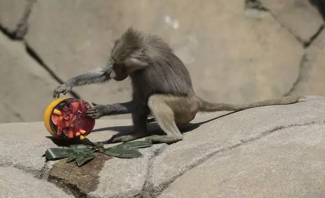 A baboon inspects a frozen treat in its enclosure at the Chapultepec Zoo as staff work to keep the animals cool amid a continuing heat wave and drought, in Mexico City, Friday, June 7, 2024. (AP Photo/Eduardo Verdugo)