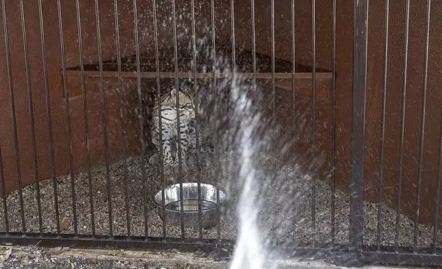 An ocelot is sprayed with water at the non-profit wildlife park Selva Teneek amid a continuing heat wave and drought, in Ciudad Valles, Mexico, Saturday, June 8, 2024. (AP Photo/Mauricio Palos)