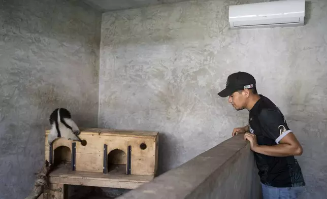 Employee Carlos Salgado watches an aardvark in the air-conditioned facilities of the non-profit wildlife park Selva Teneek where animals are being treated for heat stress amid a continuing heat wave and drought, in Ciudad Valles, Mexico, Saturday, June 8, 2024. (AP Photo/Mauricio Palos)