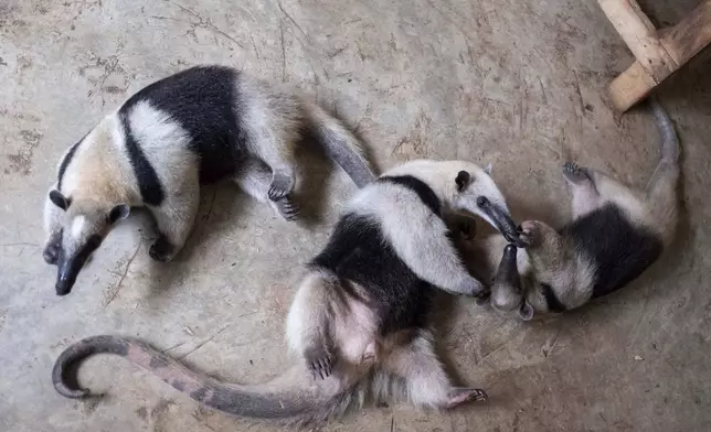 Anteaters play on the grounds of the non-profit wildlife park Selva Teneek where animals are being treated for heat stress amid a continuing heat wave and drought, in Ciudad Valles, Mexico, Saturday, June 8, 2024. (AP Photo/Mauricio Palos)