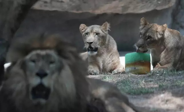 A lion licks a frozen treat in its enclosure at the Chapultepec Zoo as staff work to keep the animals cool amid a continuing heat wave and drought, in Mexico City, Friday, June 7, 2024. (AP Photo/Eduardo Verdugo)