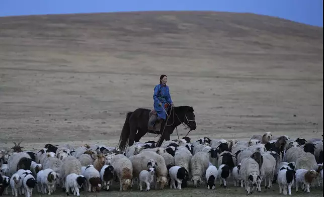 FILE- Nurmaa undertakes a 24-kilometer (15-mile) journey with the family's livestock to a new location in the Munkh-Khaan region of the Sukhbaatar district, in southeast Mongolia, Sunday, May 14, 2023. Herding is central to Mongolia’s economy and culture — contributing 80% of its agricultural production and 11% of its GDP. (AP Photo/Manish Swarup)