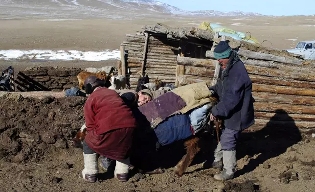 FILE- Mongolian herders try to get a weak cow to move around to ensure it keeps itself warm, at the Hujirt soum of Uvurkhangai aimag in central Mongolia, March 10, 2010. Emergency food relief is needed for nomadic herders in Mongolia after the number of livestock killed there by blizzards and extreme cold doubled in recent weeks, the Red Cross said Monday, March 29, 2010. (AP Photo/Ganbat Namjilsangarav)