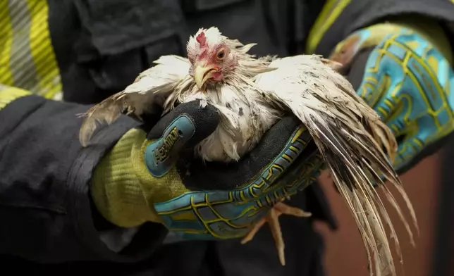 A Thai rescuer carries a survived chicken from a fire at Chatuchak Weekend Market, one of the most famous markets in Bangkok, Thailand, Tuesday, June 11, 2024. Hundreds of caged animals died Tuesday after the fire struck the market in Thailand's capital. (AP Photo/Sakchai Lalit)