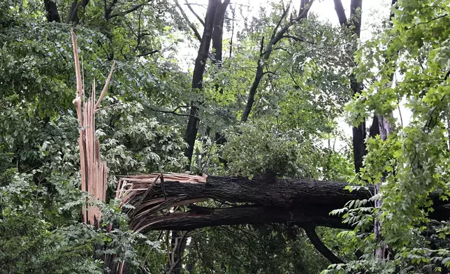 A fallen tree lays near a home on Hubbard Street after a tornado struck the area in Livonia, Mich., Wednesday, June 5, 2024. (Robin Buckson/Detroit News via AP)