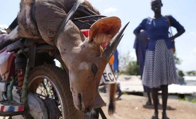 A woman stands near a killed bushbuck in Bor, South Sudan, Thursday, June 20, 2024. A newly paved road between Juba and Bor — the epicenter of the illegal commercial bushmeat trade — has made it easier for trucks to carry large quantities of animals. (AP Photo/Brian Inganga)