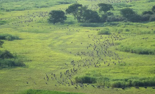 Antelope run through a field as they migrate in national parks and the surrounding areas, South Sudan Wednesday, June 19, 2024. The country's first comprehensive aerial wildlife survey, released Tuesday, Jan. 25, found about 6 million antelope. (AP Photo/Brian Inganga)
