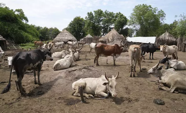 Cows are visible in Otallo village, South Sudan, Wednesday, June 19, 2024. African Parks has set up small hubs in several remote villages and is spreading messages of sustainable practices, such as not killing female or baby animals. (AP Photo/Brian Inganga)