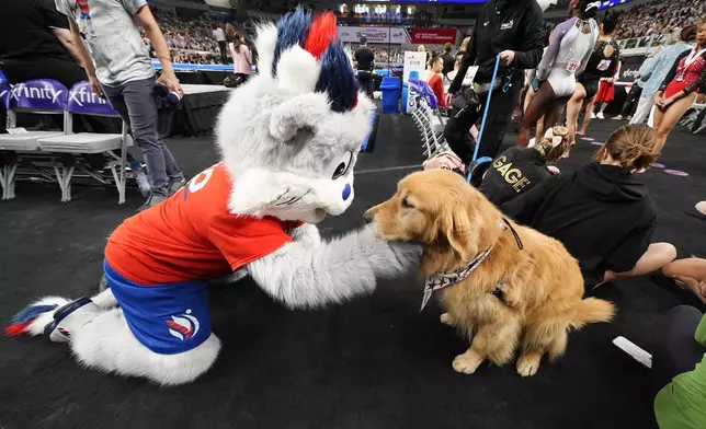 FILE - Support dogs are greeted by athletes during the U.S. Gymnastics Championships, June 2, 2024, in Fort Worth, Texas. USA Gymnastics makes therapy dogs a staple at major events to help gymnasts relax, they've also been a hit with coaches and judges, lowering anxiety levels all around. (AP Photo/Julio Cortez, File)