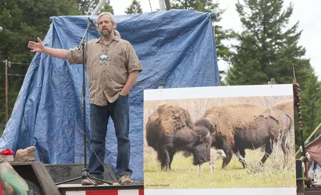 Mike Mease, co-founder of the Buffalo Field Campaign, speaks next to a photograph of a white buffalo calf during a naming ceremony for the recently born calf in West Yellowstone, Mont., Wednesday, June 26, 2024. The reported birth of the calf in Yellowstone National Park fulfills a Lakota prophecy that portends better times. (AP Photo/Sam Wilson)