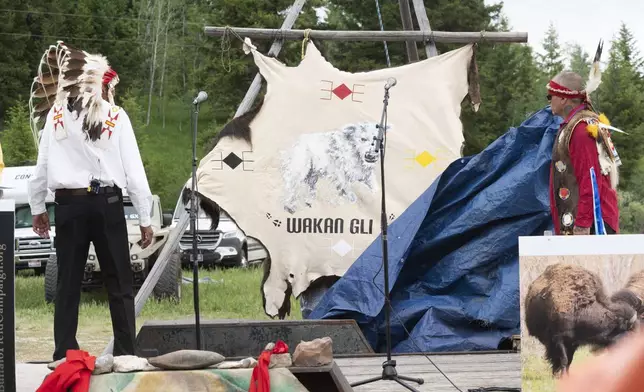Arvol Looking Horse, a spiritual leader of the Lakota, Dakota and Nakota peoples in South Dakota, left, watches a tarp fall, revealing the name of a recently born white buffalo calf during a naming ceremony for the sacred animal at the headquarters of the Buffalo Field Campaign in West Yellowstone, Mont., Wednesday, June 26, 2024. The reported birth of the calf in Yellowstone National Park fulfills a Lakota prophecy that portends better times. (AP Photo/Sam Wilson)