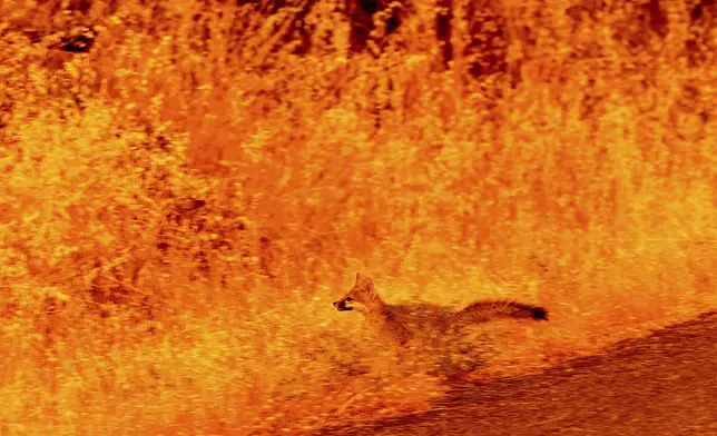 An animal runs through grass while fleeing flames as the Park Fire tears through the Cohasset community in Butte County, Calif., on Thursday, July 25, 2024. (AP Photo/Noah Berger)