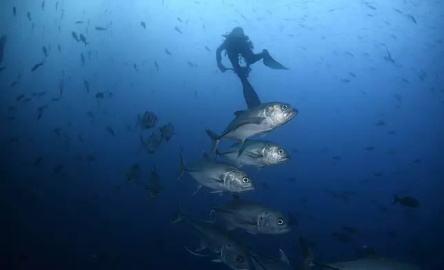 Bigeye trevally fish swim against the current at Wolf Island, Ecuador in the Galapagos on Monday, June 10, 2024. This time of year, the Cromwell current comes from the west and is the coldest and holds most nutrients. (AP Photo/Alie Skowronski)