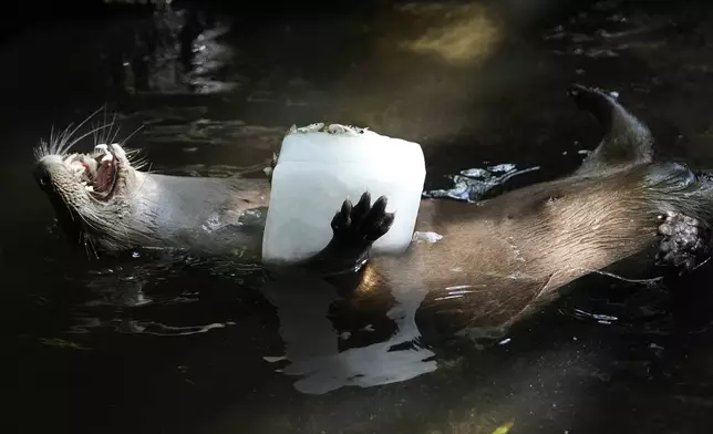 A river otter holds a block of ice with smelt at the Palm Beach Zoo &amp; Conservation Society Thursday, July 18, 2024, in West Palm Beach, Fla. The staff at the zoo use a variety of techniques to keep their animals cool during the hot summer months. (AP Photo/Lynne Sladky)