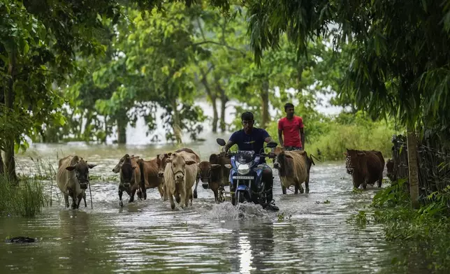 Flood affected villagers and their cattle make their way through flood waters in Sildubi village in Morigaon district in the northeastern state of Assam, India, Tuesday, July 2, 2024. Floods and landslides triggered by heavy rains have killed more than a dozen people over the last two weeks in India's northeast. (AP photo/Anupam Nath)