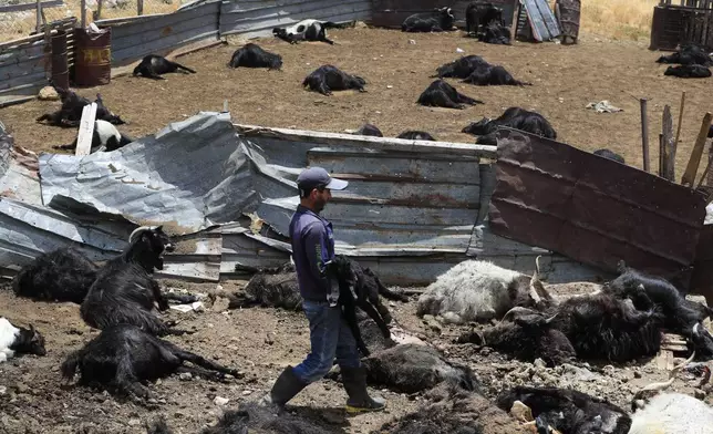 Lebanese shepherd Yussef Halimeh, removes dead goats after an Israeli airstrike hit a house and killed hundreds of goats on their livestock pen, in Toura mountain, south Lebanon, Monday, July 8, 2024. The strikes come as tensions continue to boil between Lebanon's Hezbollah group an the Israeli military along the Lebanon-Israel border over the past month, and as talks for a ceasefire in the Gaza Strip between Hamas and Israel are set to resume. (AP Photo/Mohammed Zaatari)