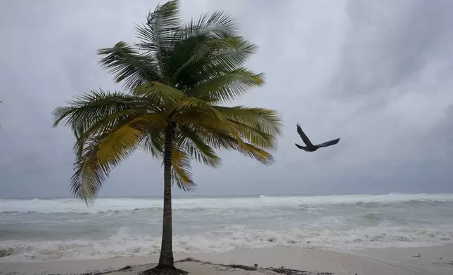 A bird flies away from a palm tree after Hurricane Beryl passed through Oistins, Barbados, Monday, July 1, 2024. (AP Photo/Ricardo Mazalan)